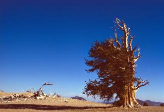 Bristlecone pine tree, sky