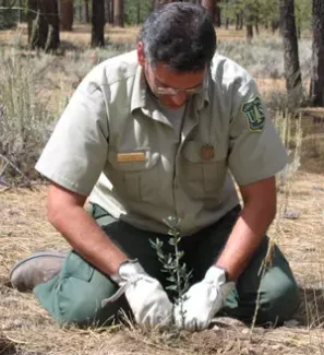 Forest Restoration