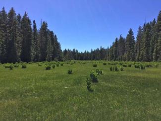 looking over a field lined with pine trees down both sides