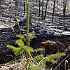 A pine seedling beside a burned stump.