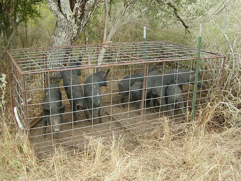 Eight feral swine in a trap