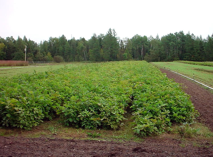 "A bed of Northern Red Oak seedlings."