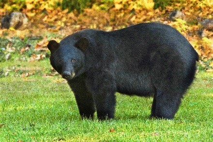 A large black bear in a grass meadow looking at the camera.