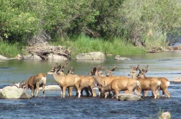 An image of a deer herd standing in a river